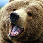 Yogi_Bear's Avatar