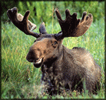 Moose's Avatar